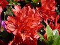 2009-05-19, Rhododendron (3)